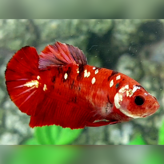 Red Koi Copper Galaxy HMPK Female For Sorority / Breed