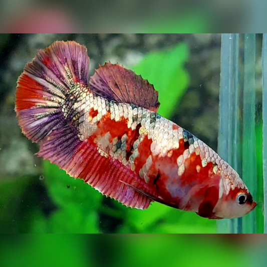 Red Koi Copper Galaxy HMPK Female For Sorority / Breed