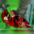 Red Tiger Copper Gold Galaxy HMPK Female For Sorority / Breed #RKC