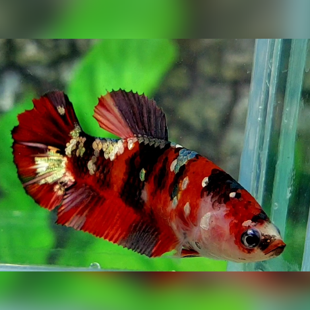 Red Tiger Copper Gold Galaxy HMPK Female For Sorority / Breed