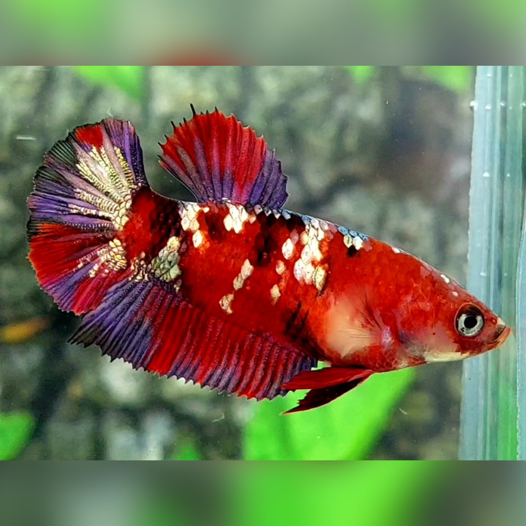 Red Tiger Copper Purple Gold Galaxy HMPK Female For Sorority / Breed