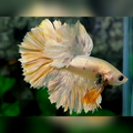 King Rosetail Yellow Copper Gold Halfmoon Male