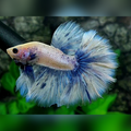 Rosetail Fancy Grizzle Halfmoon Male #cs