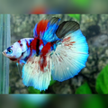 Red Barongsai Galaxy Skyblue Halfmoon Male