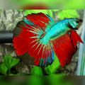 Red Green Halfmoon Male