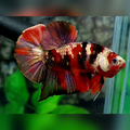 Red Tiger Copper Gold Galaxy HMPK Male