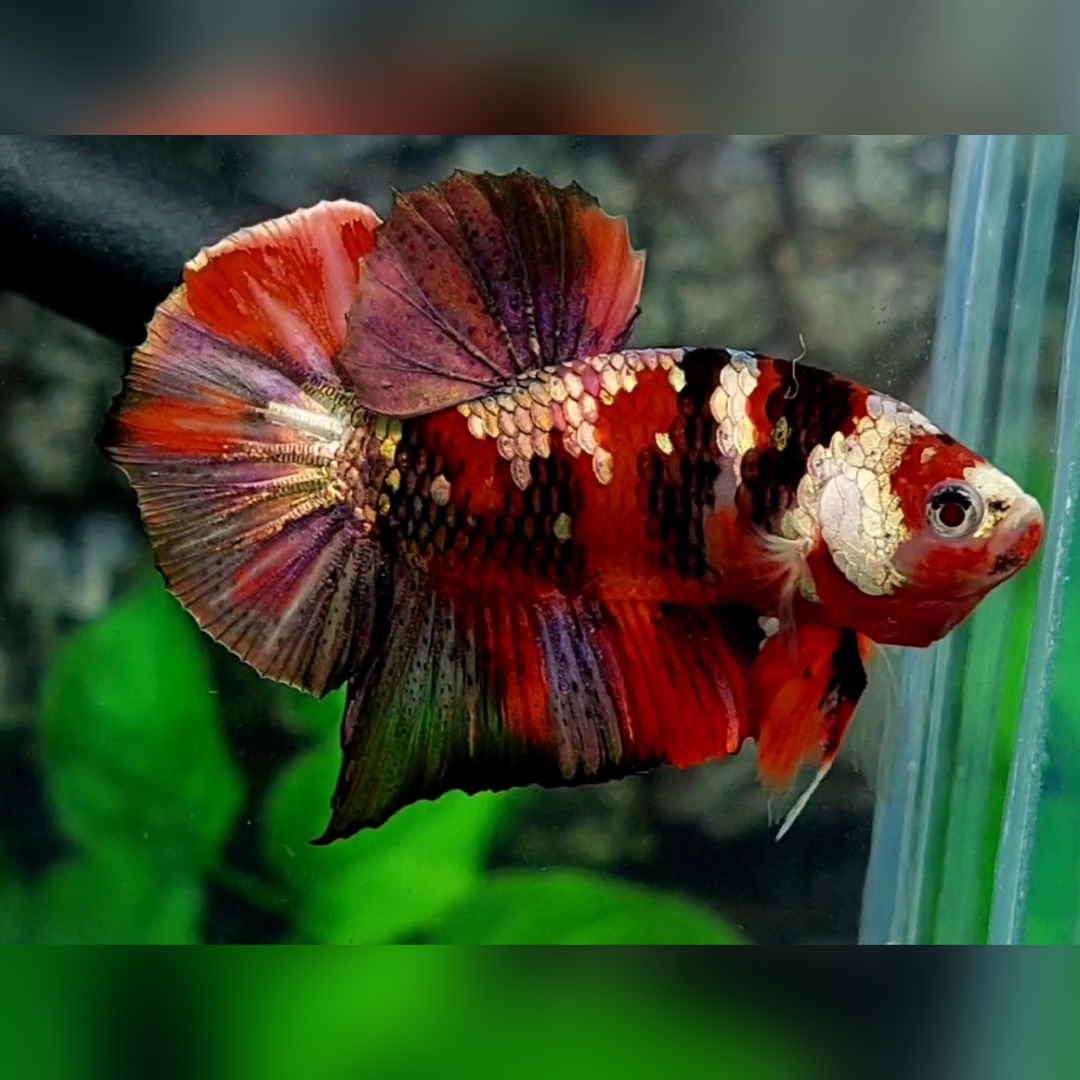 Red Tiger Copper Gold Galaxy HMPK Male