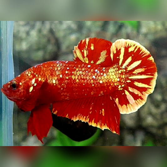 Red Gold Nebula Galaxy HMPK Male