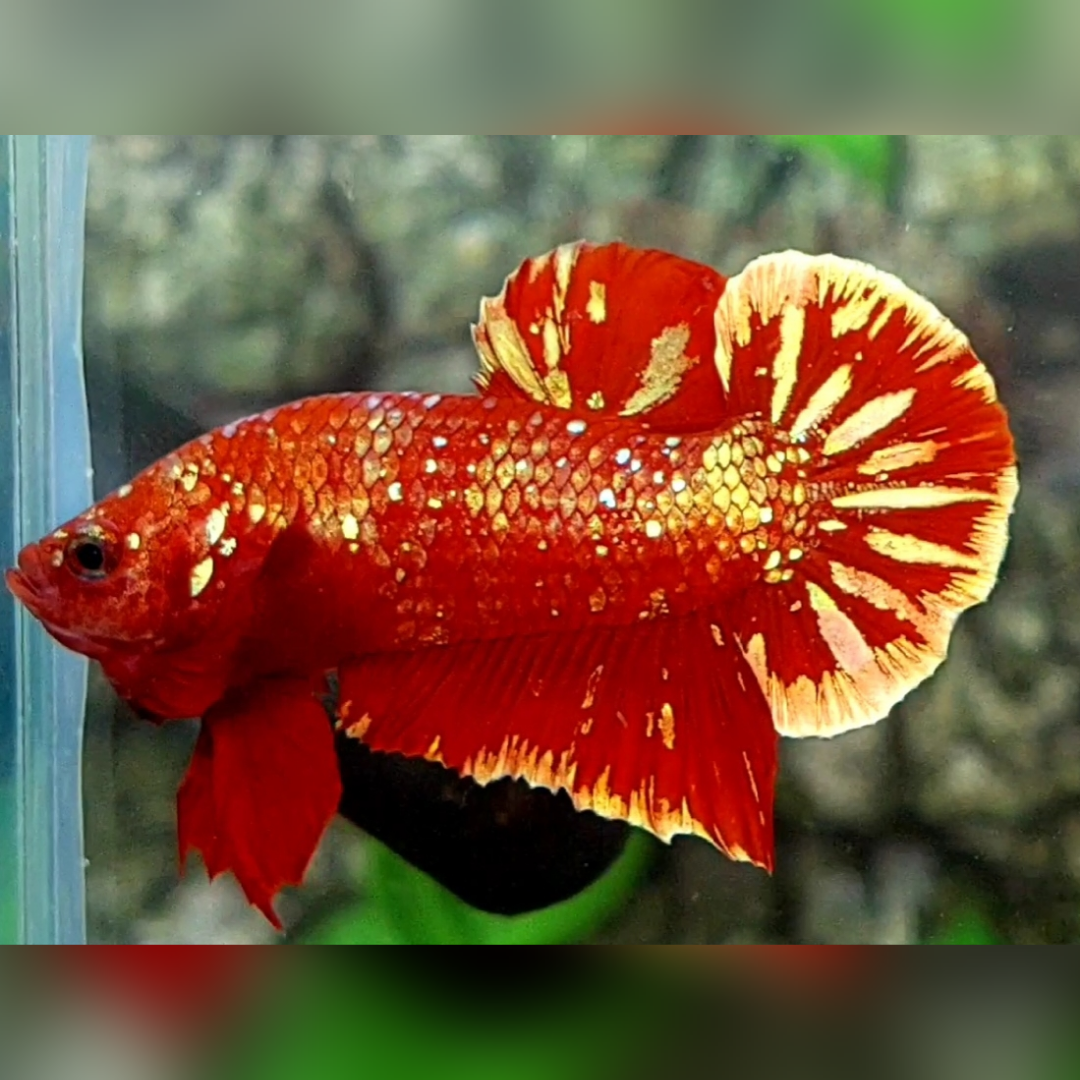 Red Gold Nebula Galaxy HMPK Male