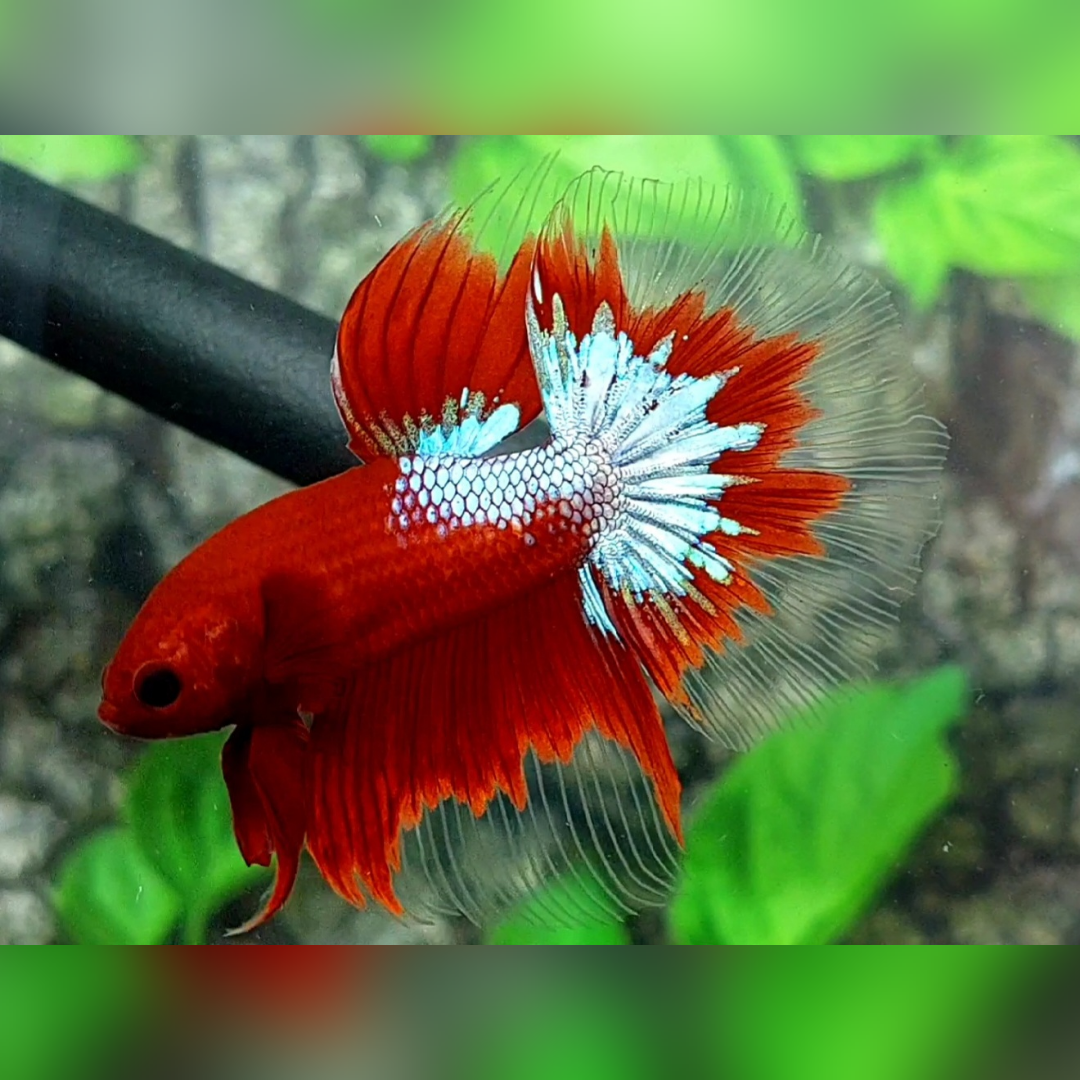 Red Hellboy Butterfly Halfmoon Male