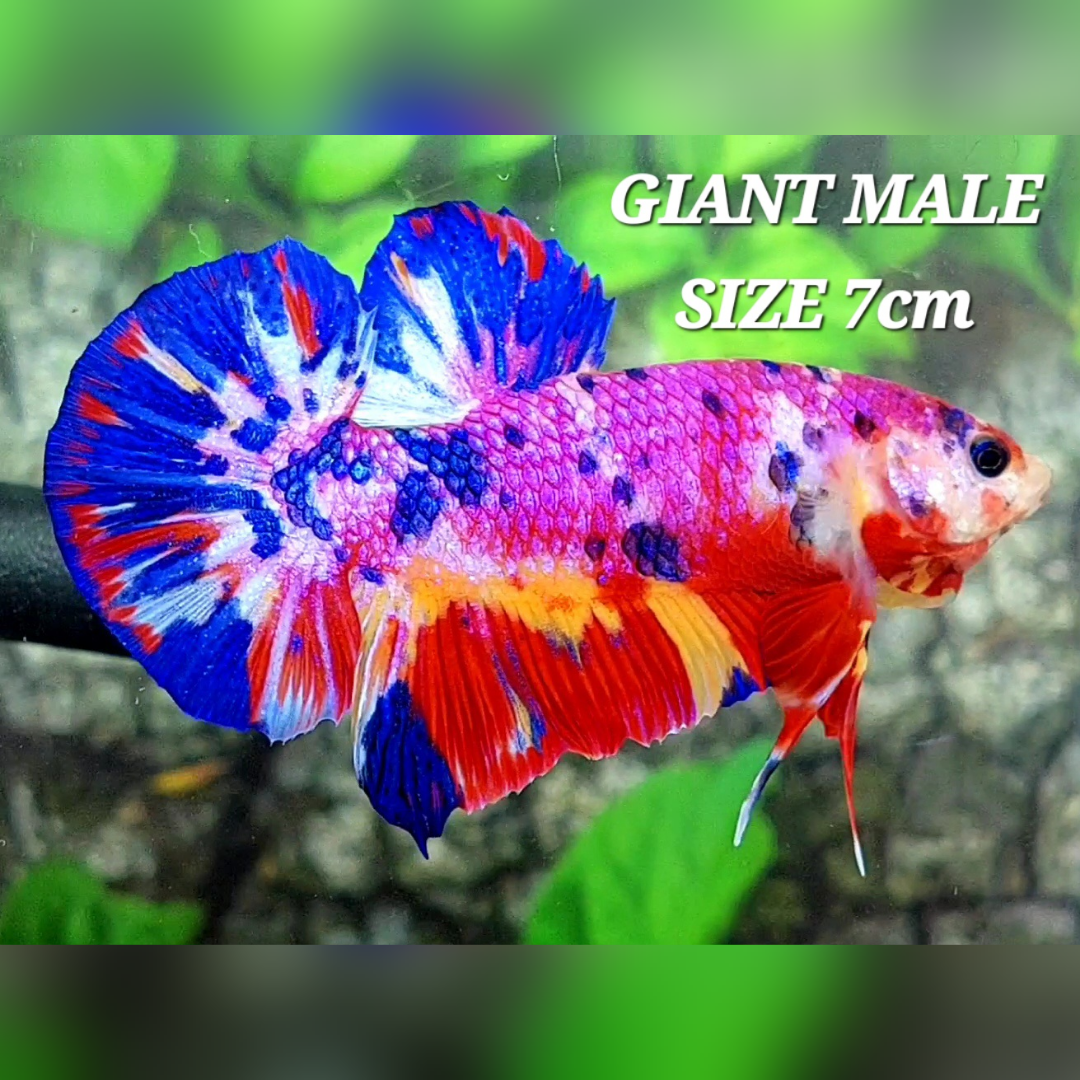 Multicolor Pink Candy JUMBO GIANT HMPK Male