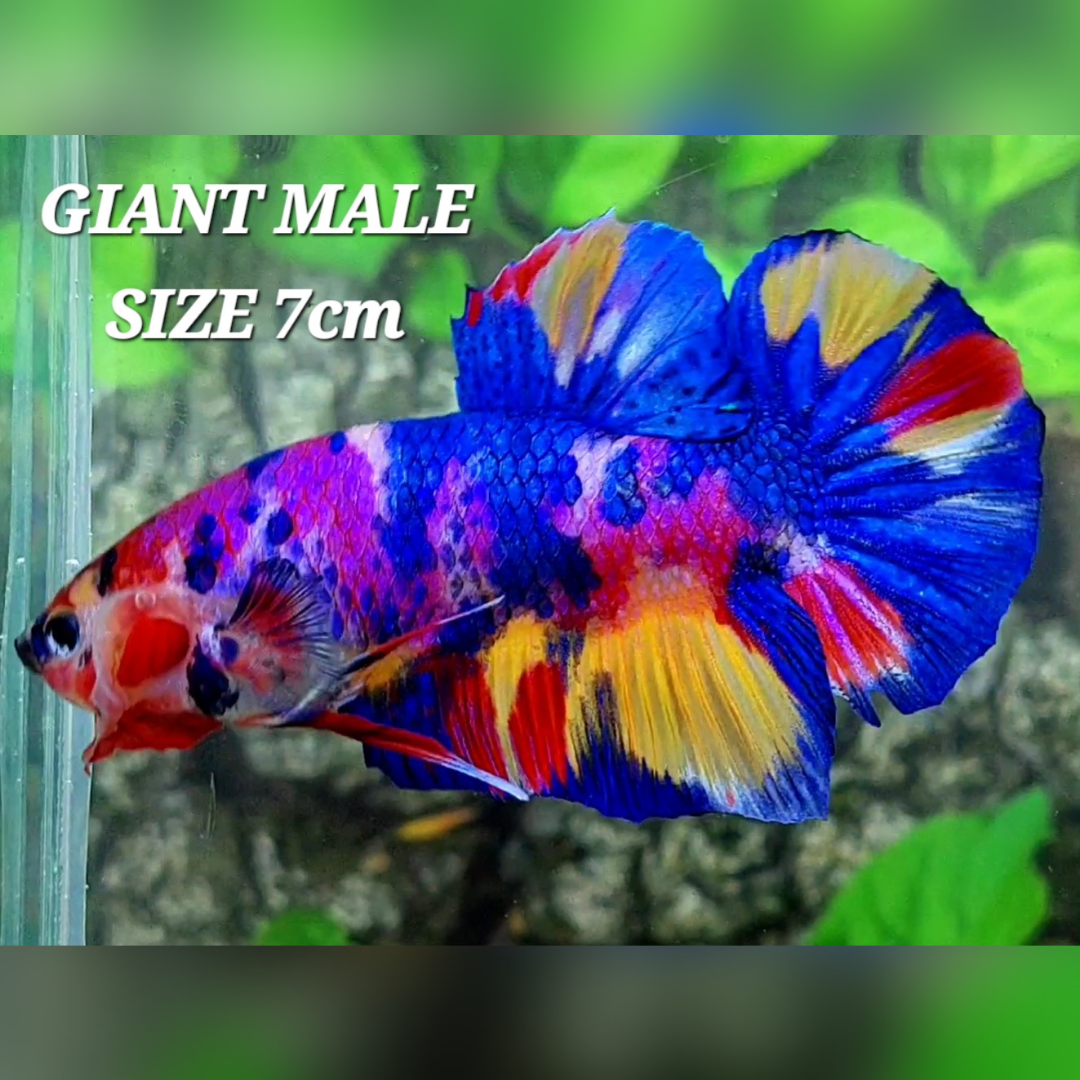 Multicolor Candy JUMBO GIANT HMPK Male