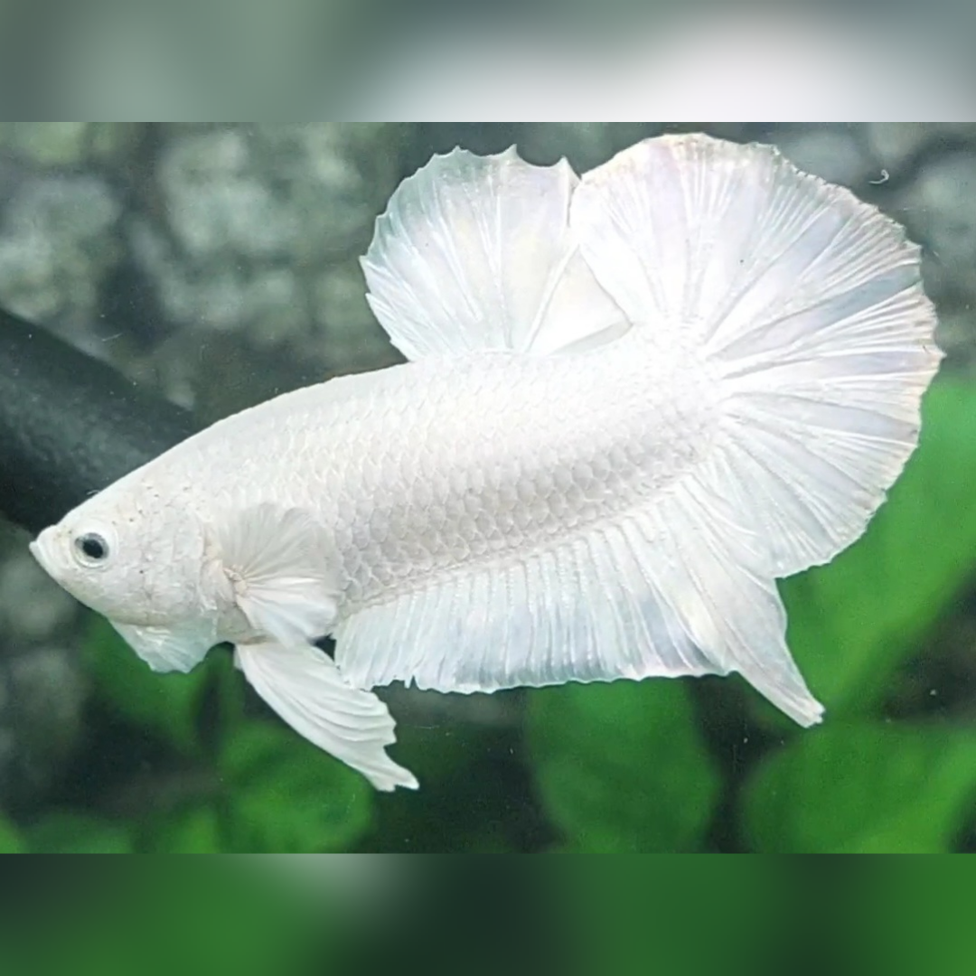 Platinum Super White HMPK Male