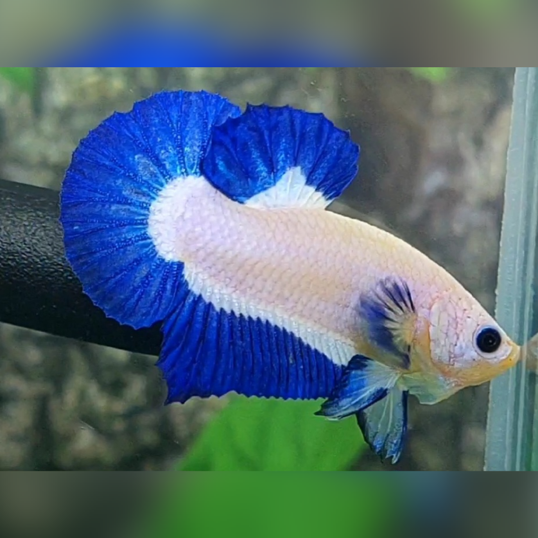 Blue Rim Bicolor HMPK Male