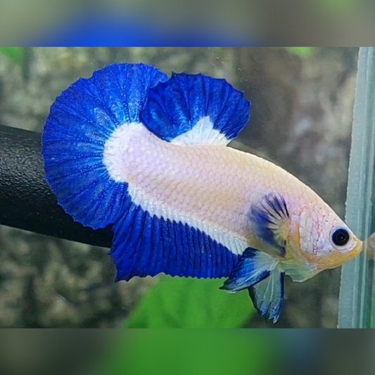 Blue Rim Bicolor HMPK Male