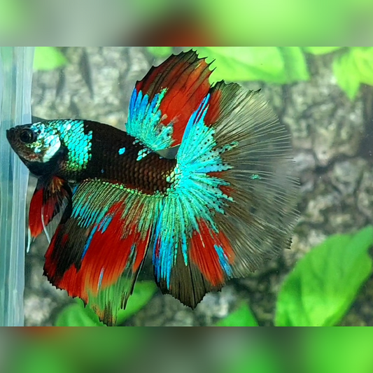 Blackstar Green Red Galaxy Halfmoon Male