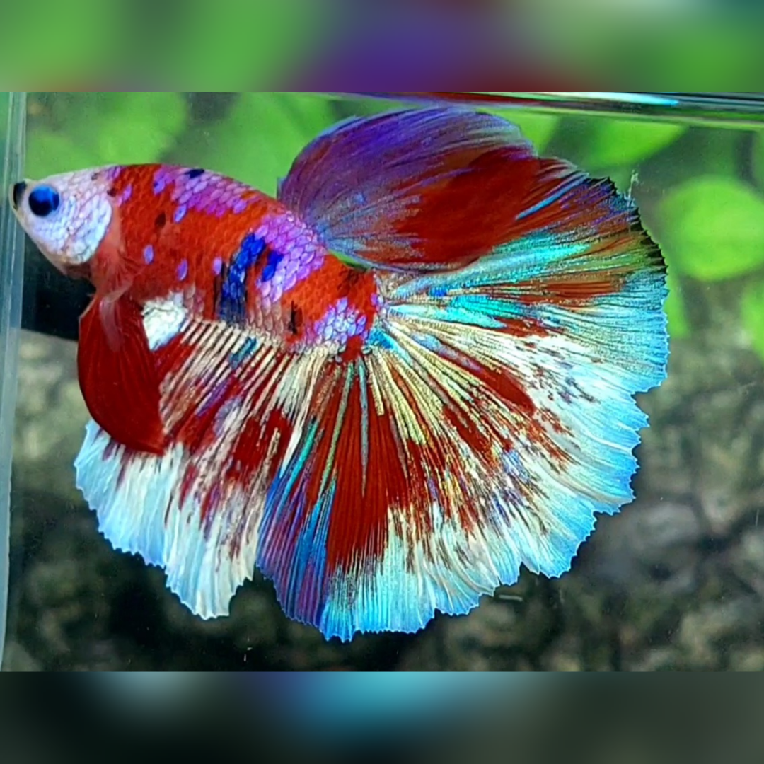 Red Purple Galaxy Barongsai Halfmoon Male