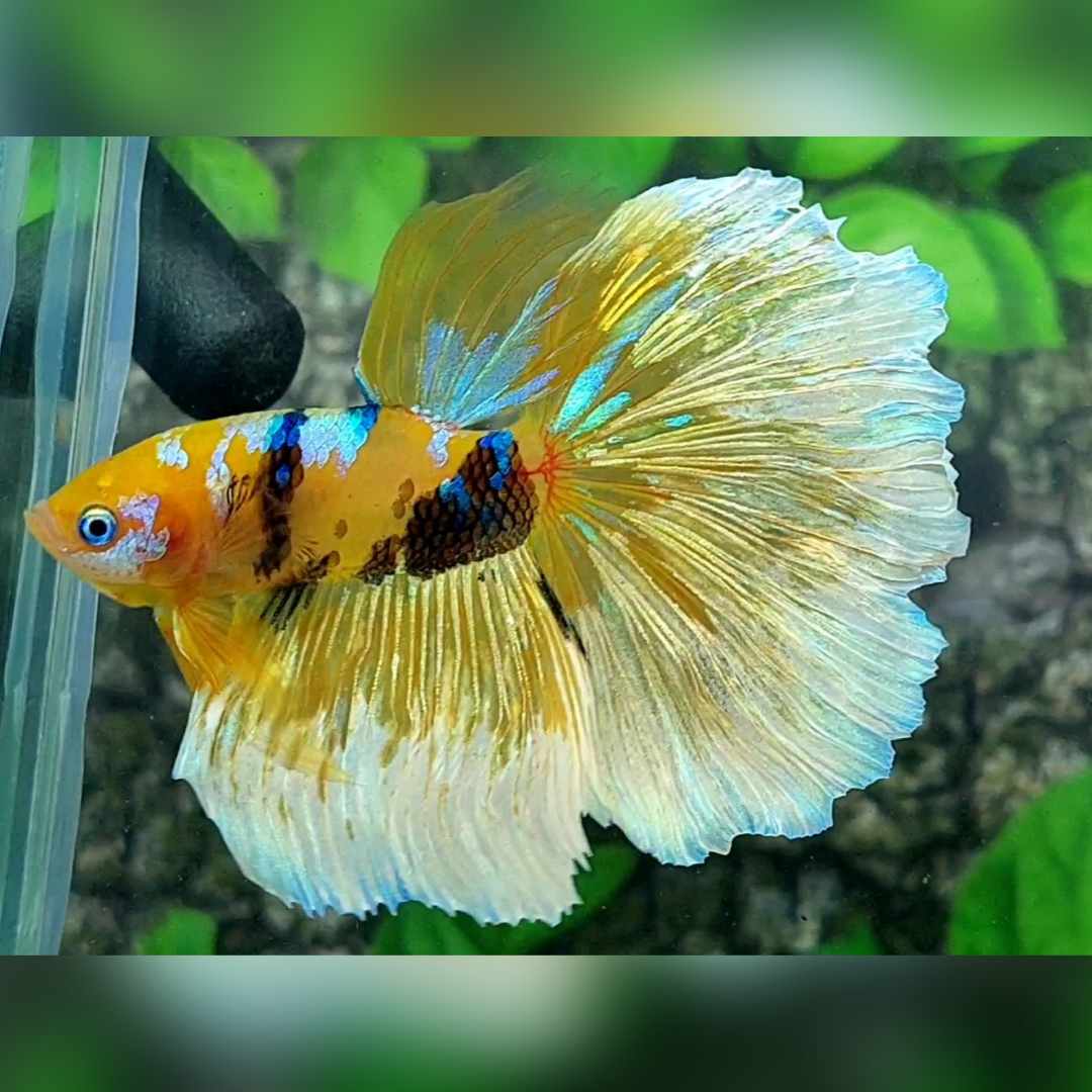 Yellow Tiger Galaxy Halfmoon Male