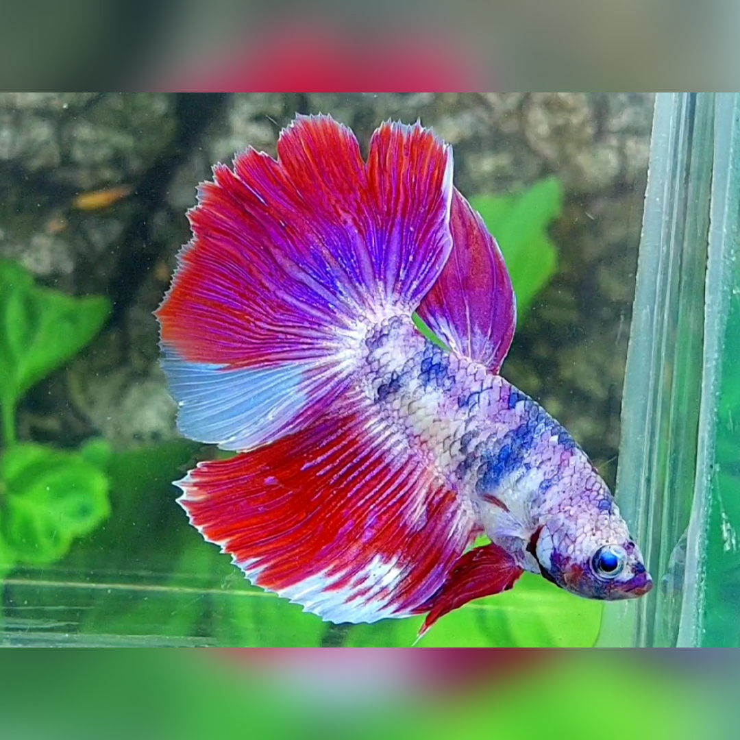 Purple Pink Fancy Halfmoon Male