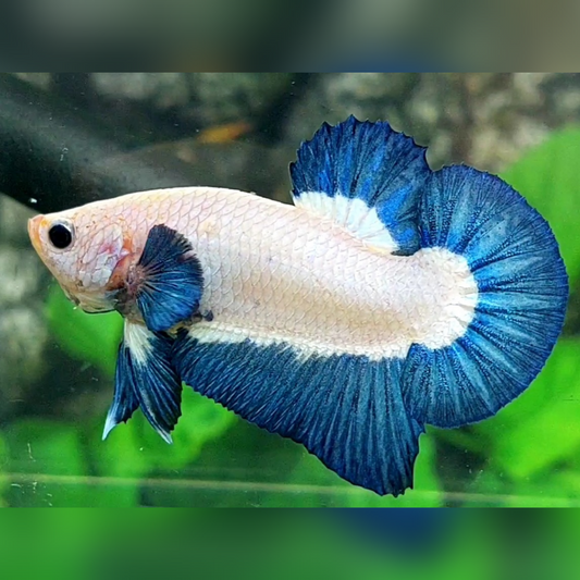 Blue Rim Bicolor HMPK Male