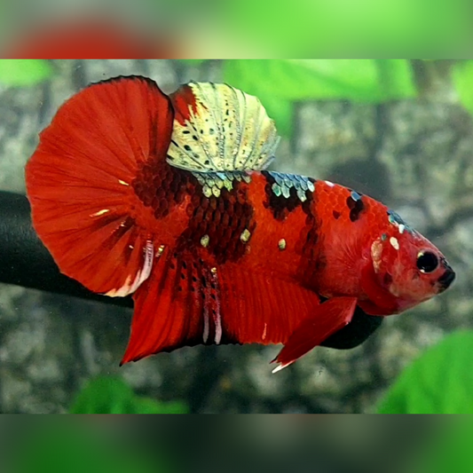 Red Tiger Copper Gold Galaxy HMPK Male