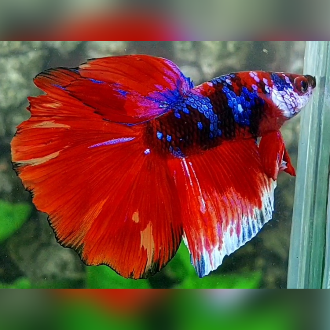 Red Black Galaxy Halfmoon Male