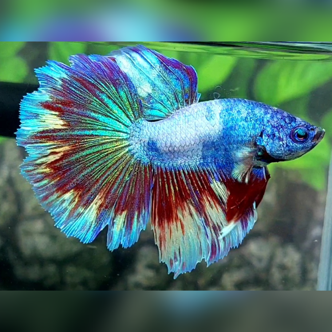 Skyblue Fancy Halfmoon Male