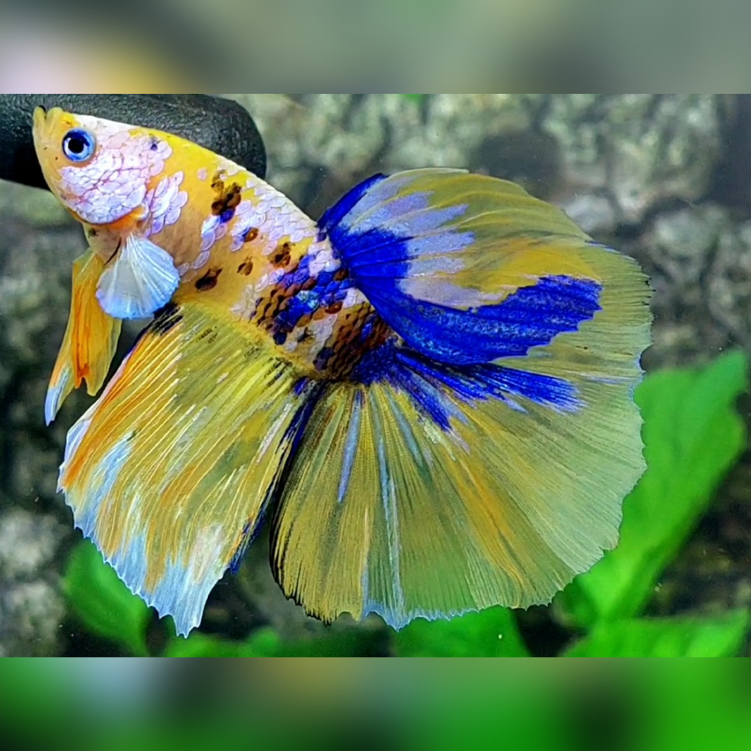 Yellow Tiger Blue Pink Galaxy Halfmoon Male