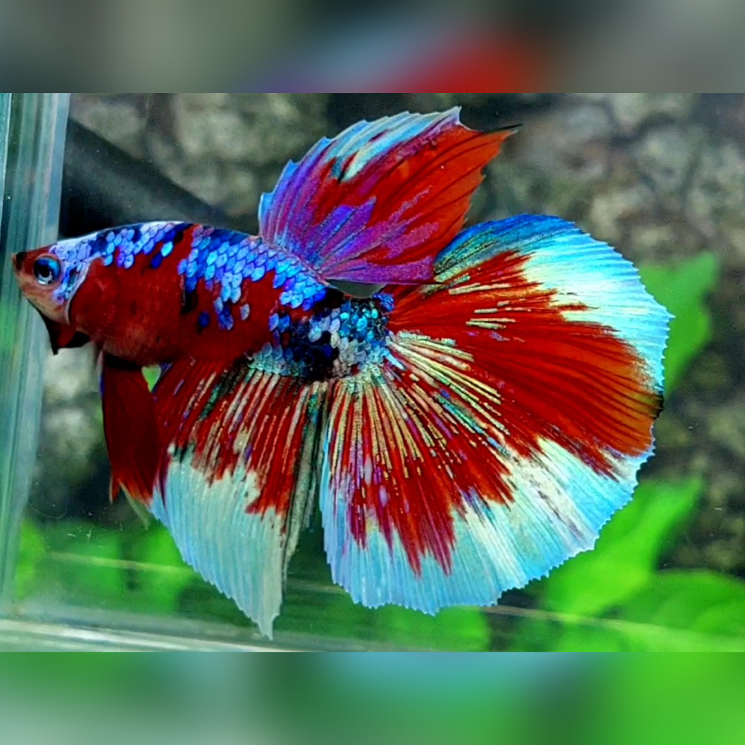 Red Barongsai Halfmoon Male