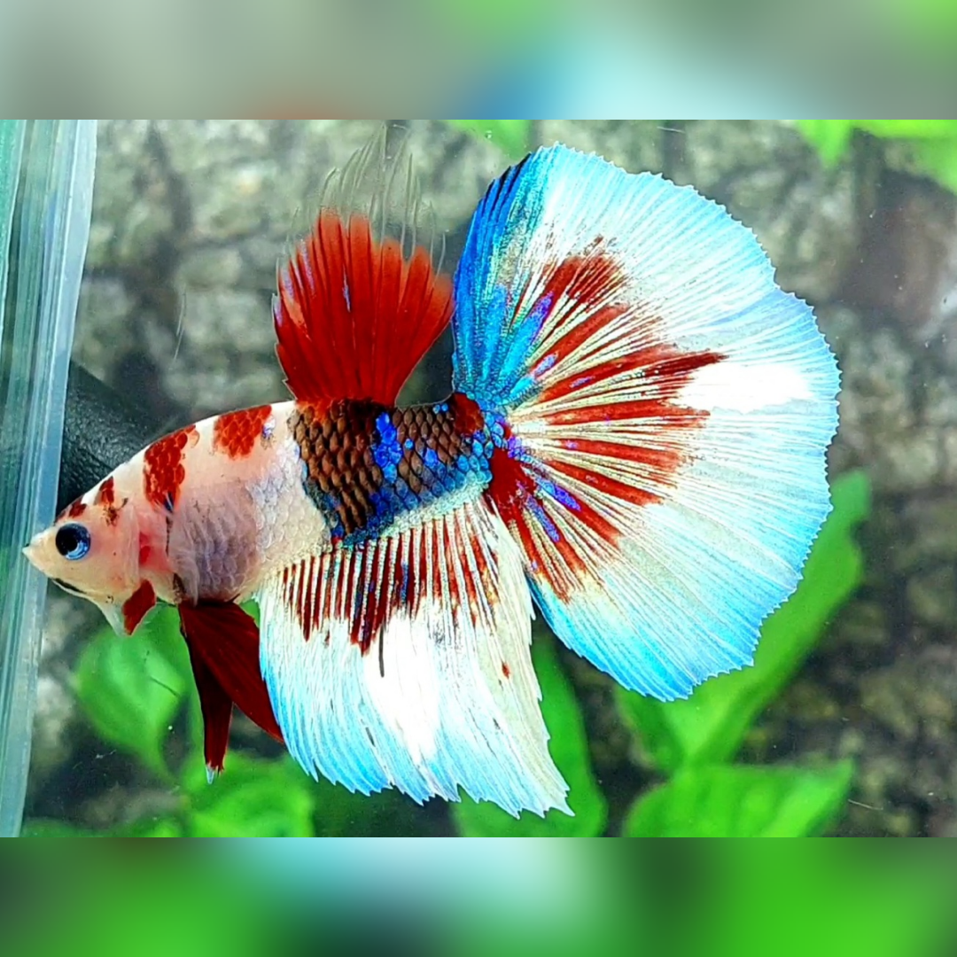 Koi Barongsai Halfmoon Male