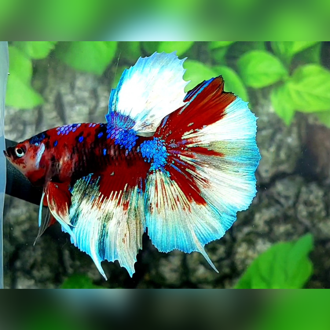 Red Galaxy Barongsai Halfmoon Male