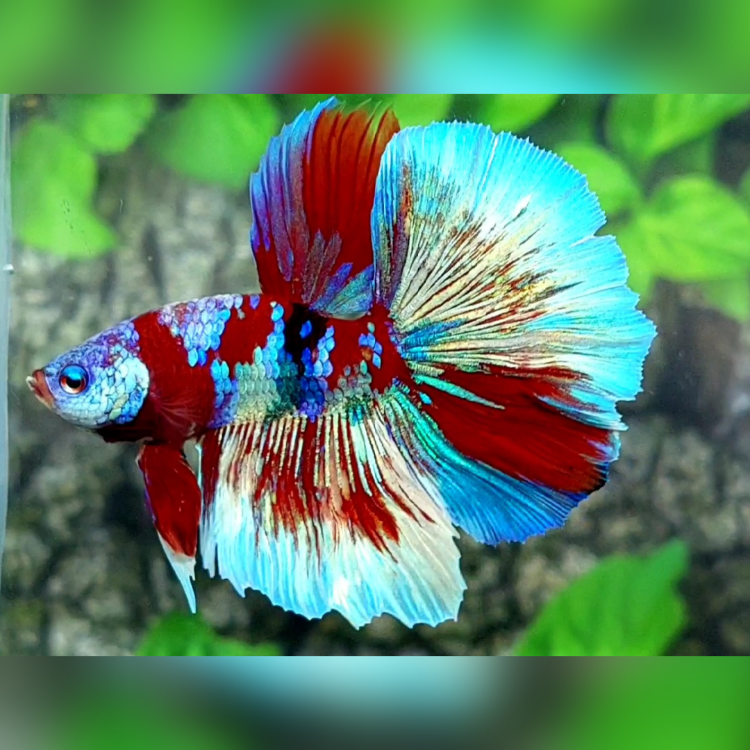 Red Galaxy Barongsai Halfmoon Male