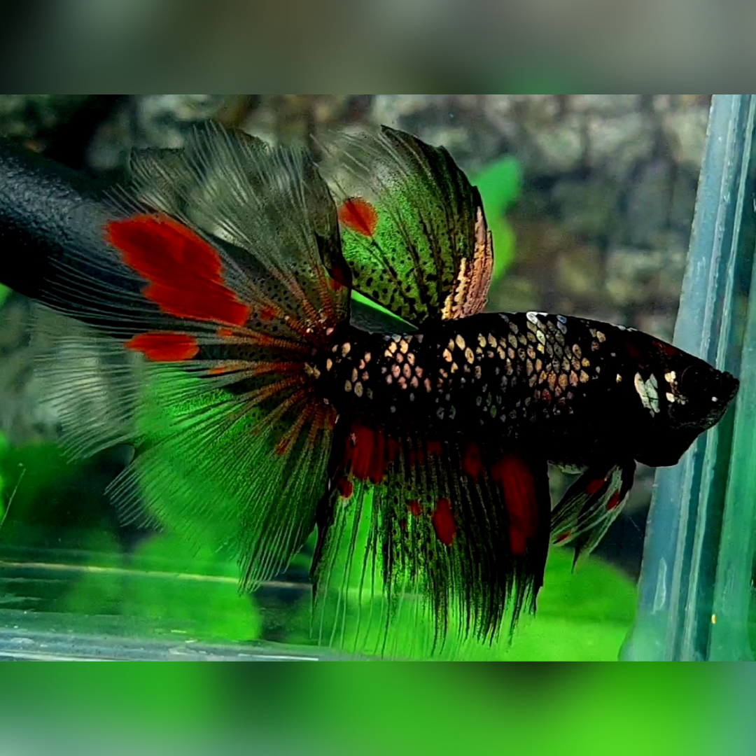 Avatar Copper Red Halfmoon Male