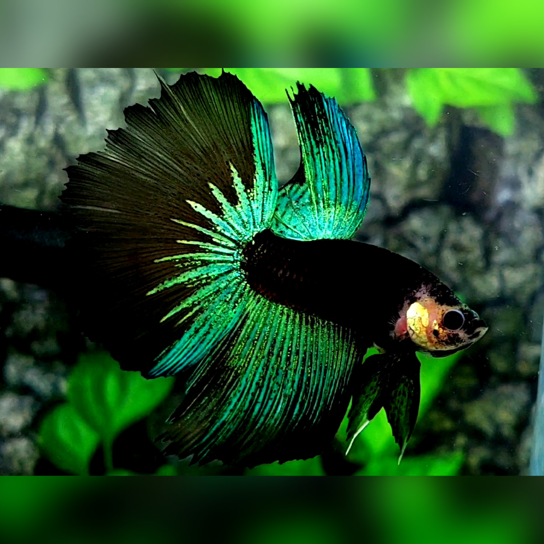 Green Black Light Monkey Face Halfmoon Male