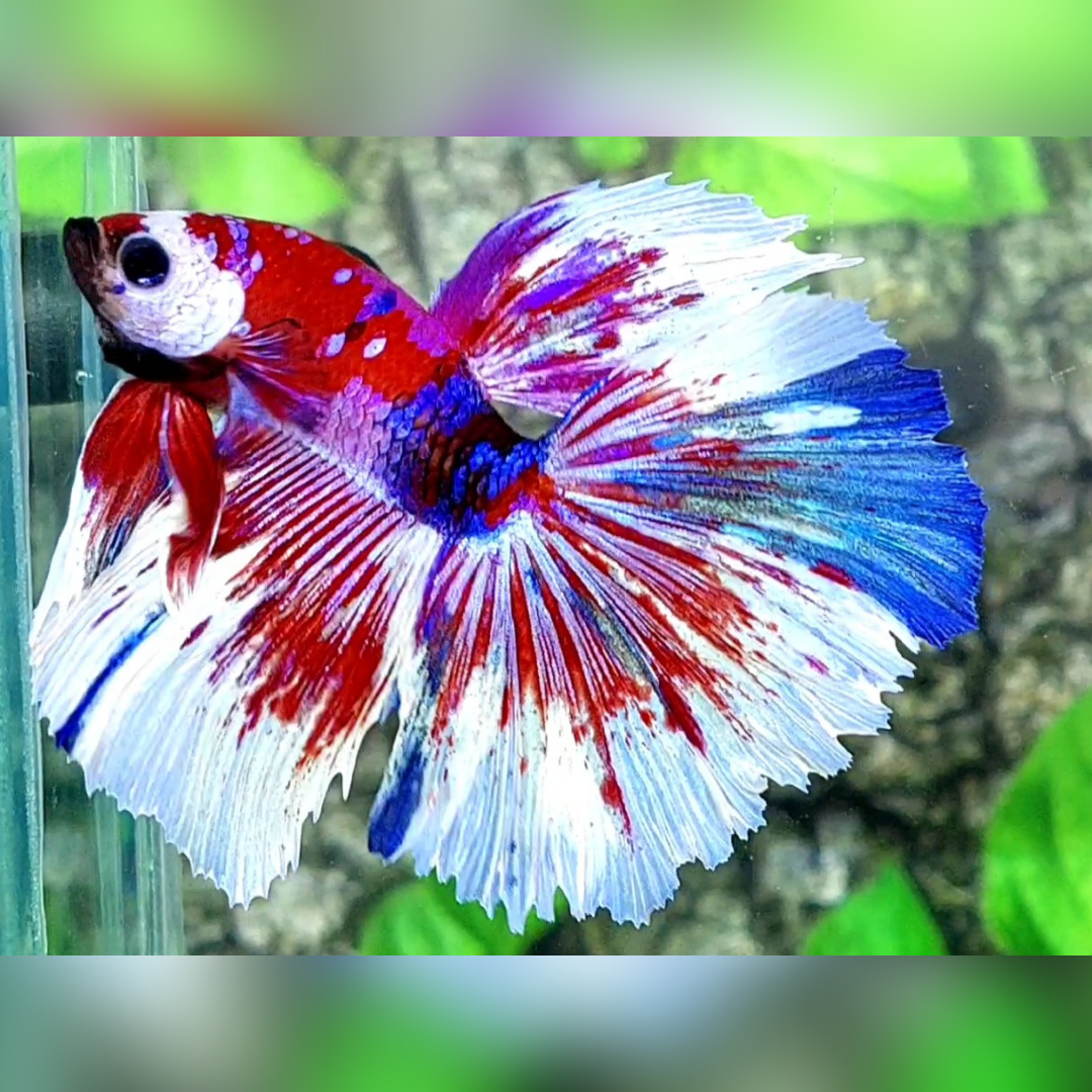 Red Galaxy Barongsai Halfmoon Male