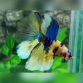 Yellow Koi Galaxy Halfmoon Male