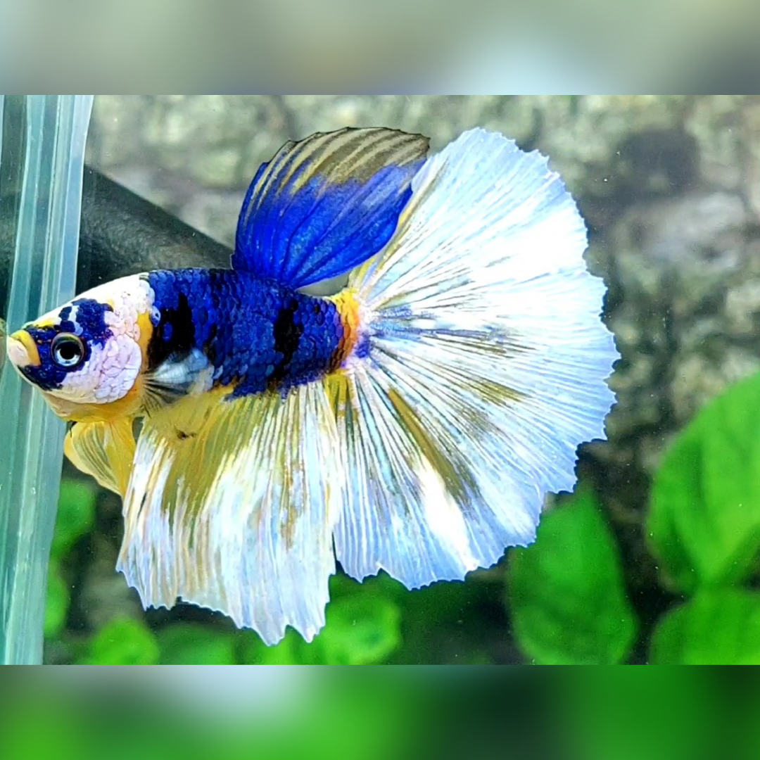 Yellow Blue Black Koi Galaxy Halfmoon Male