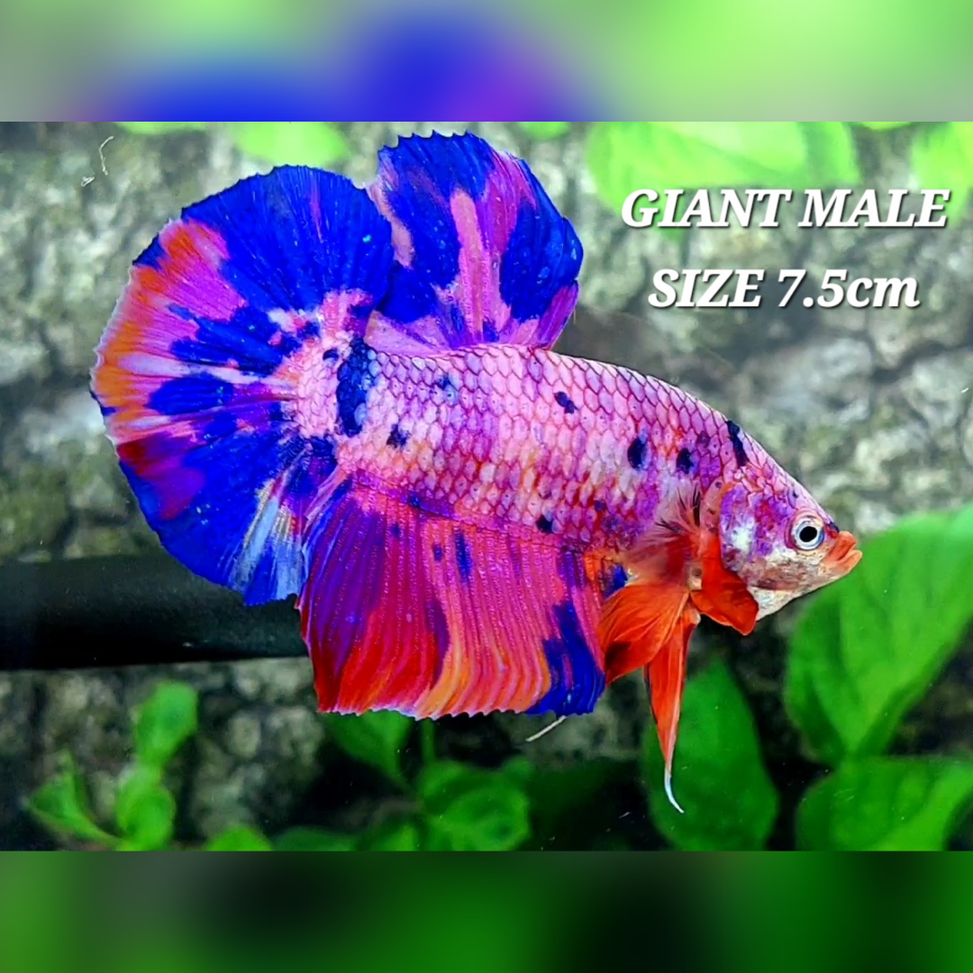 Multicolor Pink Purple Candy JUMBO GIANT HMPK Male