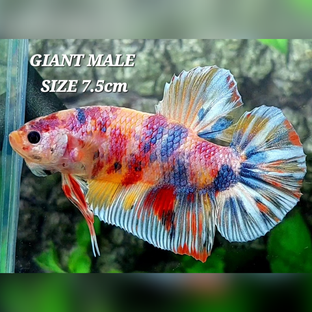 Multicolor Candy JUMBO GIANT HMPK Male