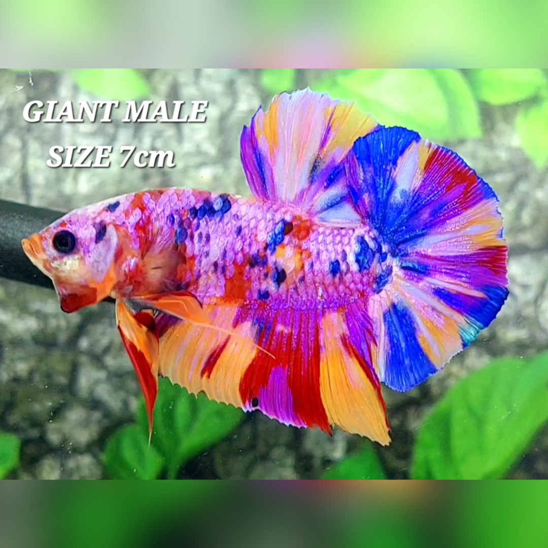 Multicolor Pink Purple Candy JUMBO GIANT HMPK Male