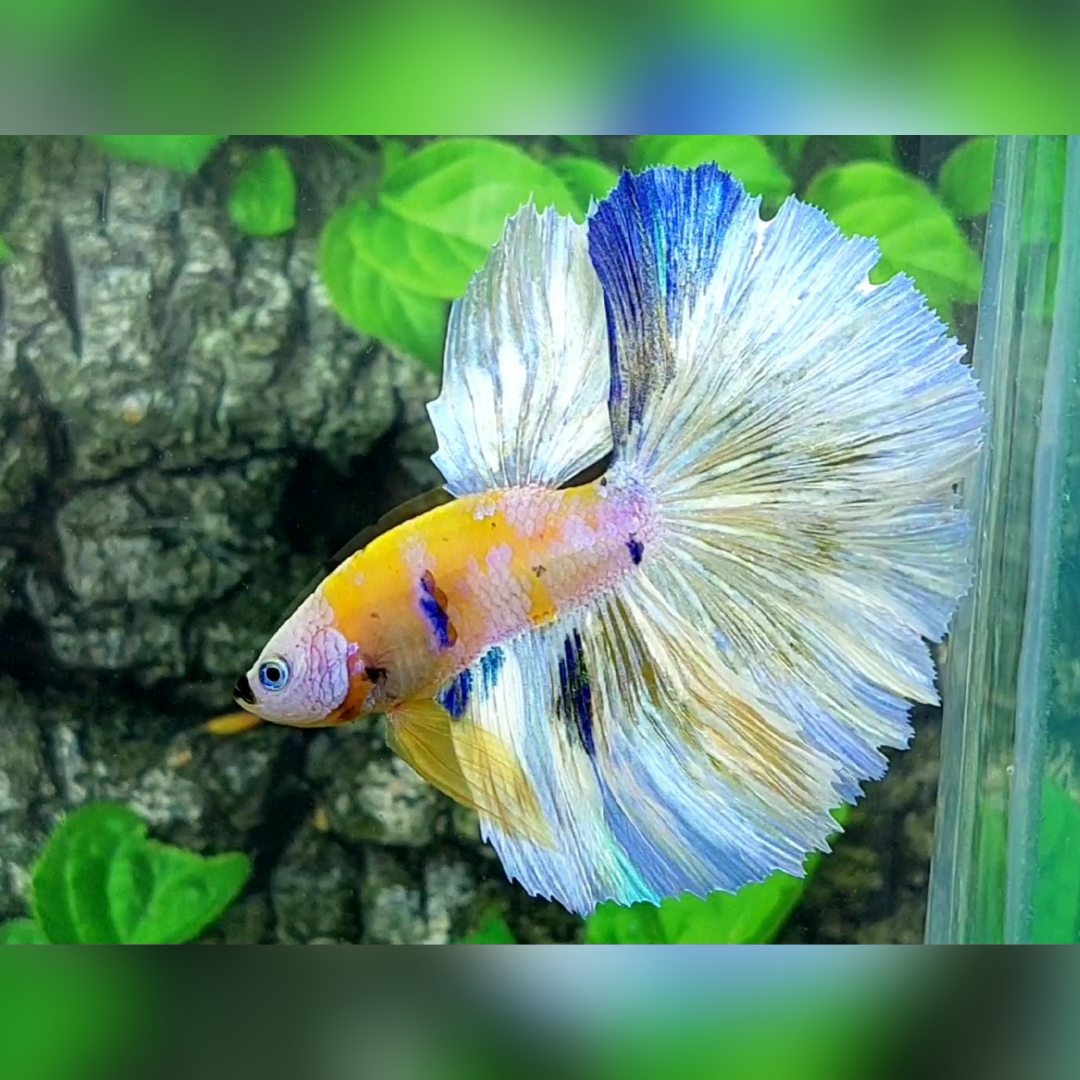 Yellow Pink Galaxy Barongsai Halfmoon Male