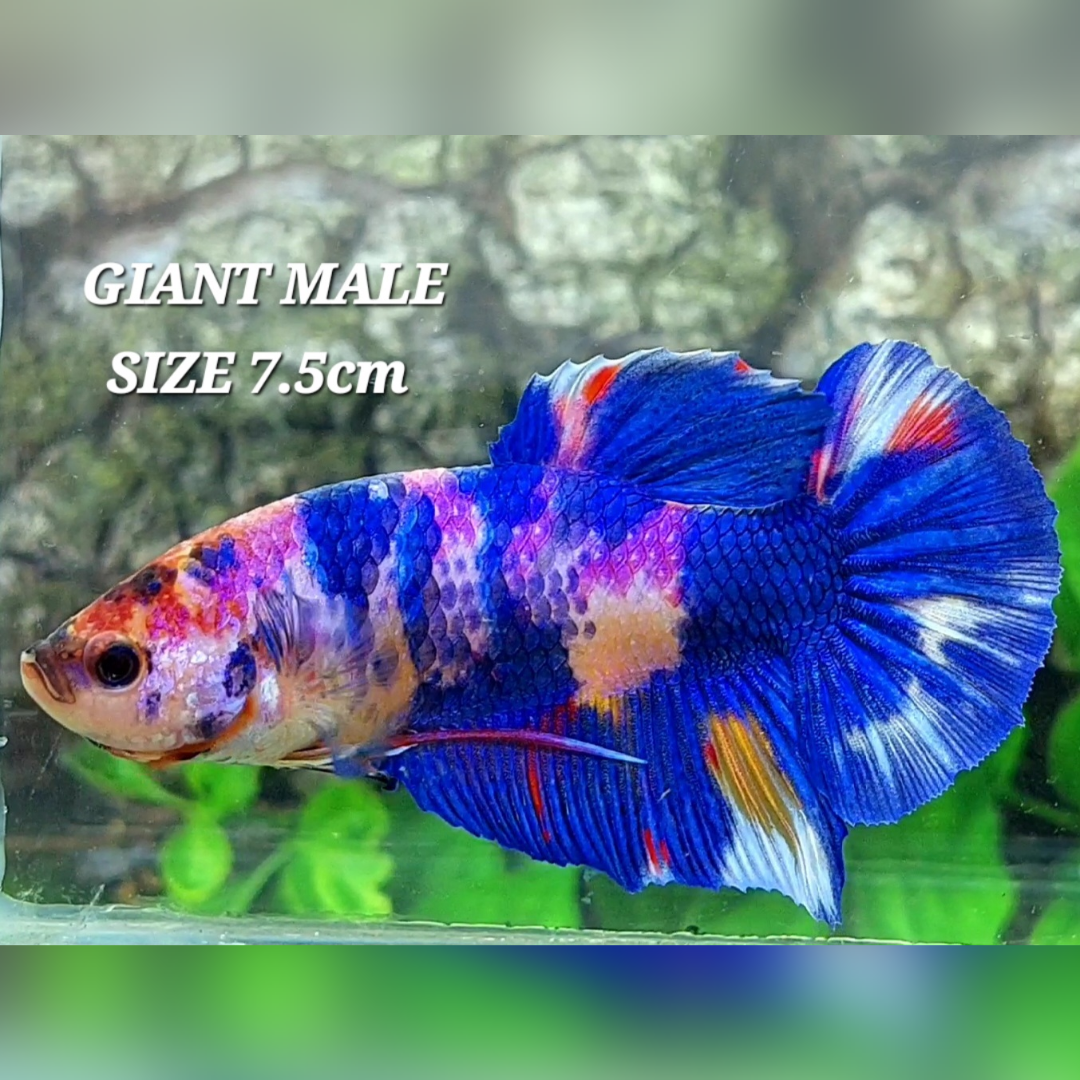 Multicolor Candy JUMBO GIANT HMPK Male