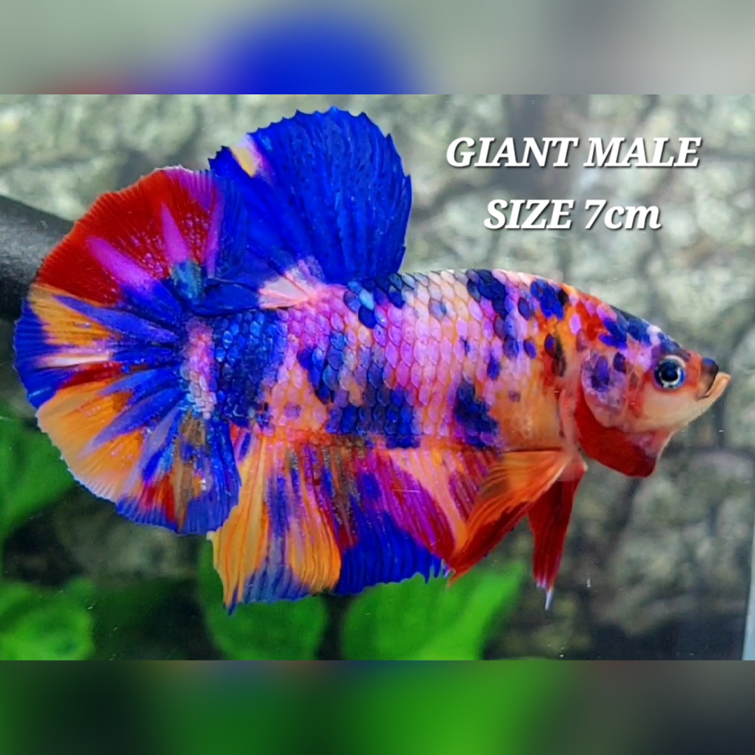 Multicolor Pink Purple Candy JUMBO GIANT HMPK Male