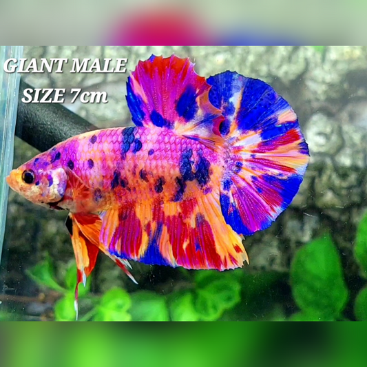 Multicolor Pink Purple Candy JUMBO GIANT HMPK Male