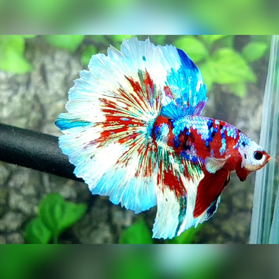 Red Galaxy Barongsai Halfmoon Male