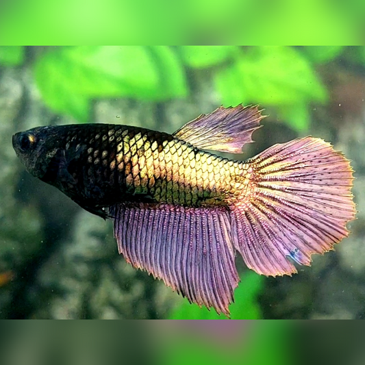 Half Black Copper Gold Purple Light Halfmoon Female For Sorority / Breed