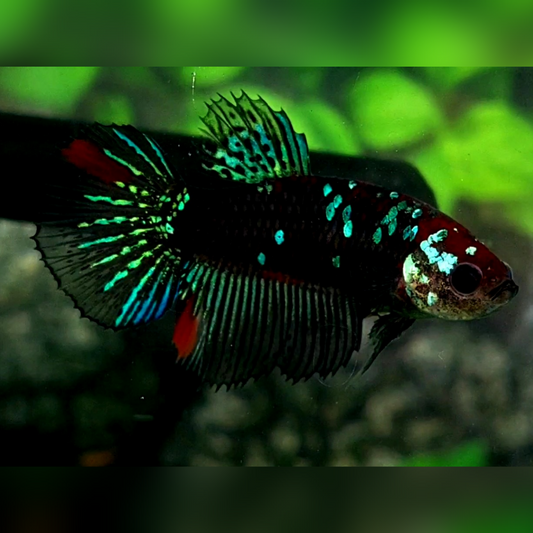 Blackstar Green Galaxy Halfmoon Female For Sorority / Breed