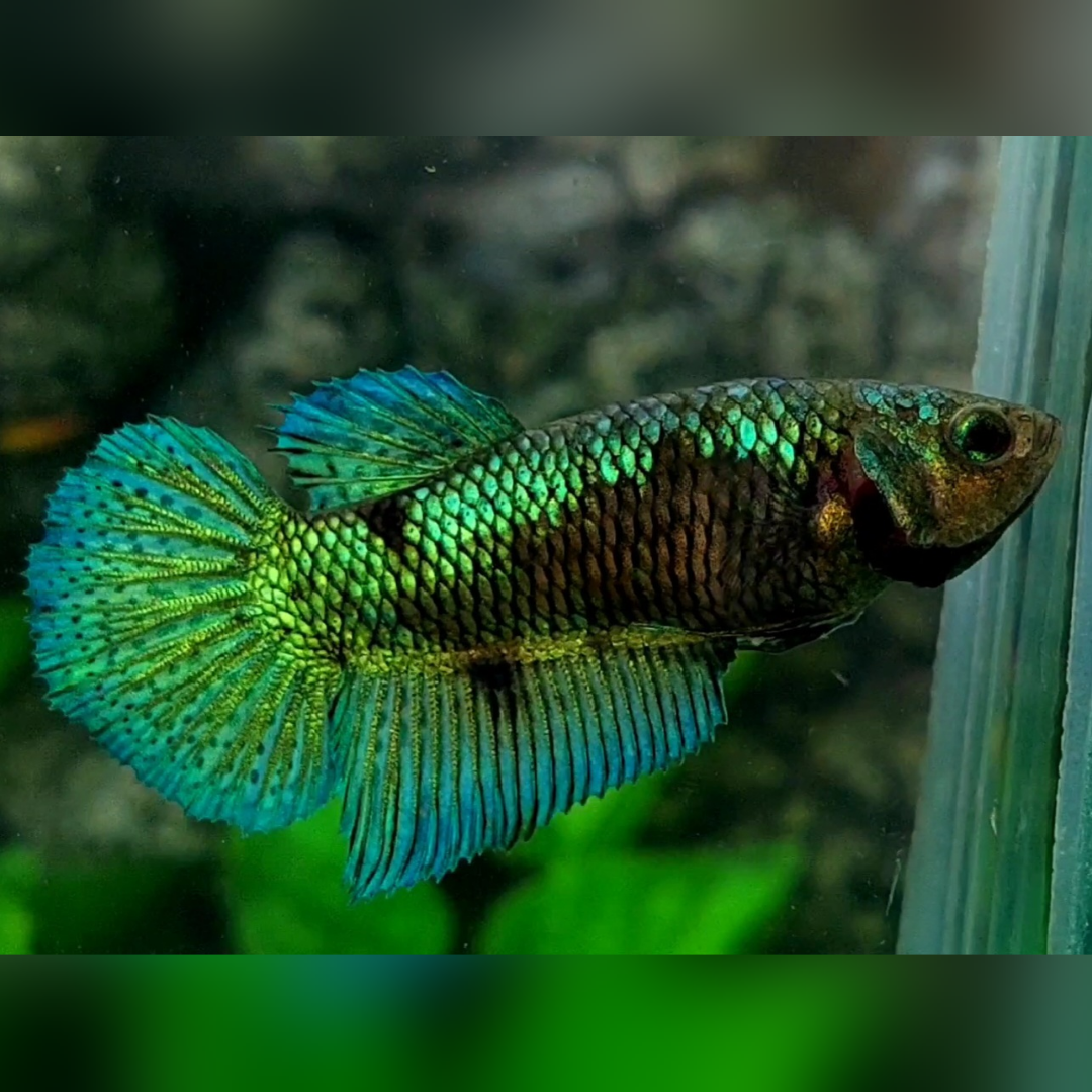 Green Samurai Halfmoon Female For Sorority / Breed