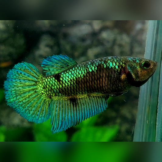 Green Samurai Halfmoon Female For Sorority / Breed