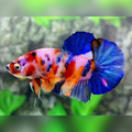 Multicolor Candy Galaxy HMPK Male
